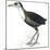 Birds: Gruiformes, White-Striped Forest-Rail (Rallina Leucospila)-null-Mounted Giclee Print