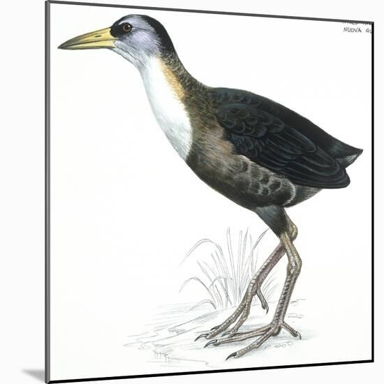 Birds: Gruiformes, White-Striped Forest-Rail (Rallina Leucospila)-null-Mounted Giclee Print