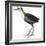 Birds: Gruiformes, White-Striped Forest-Rail (Rallina Leucospila)-null-Framed Giclee Print