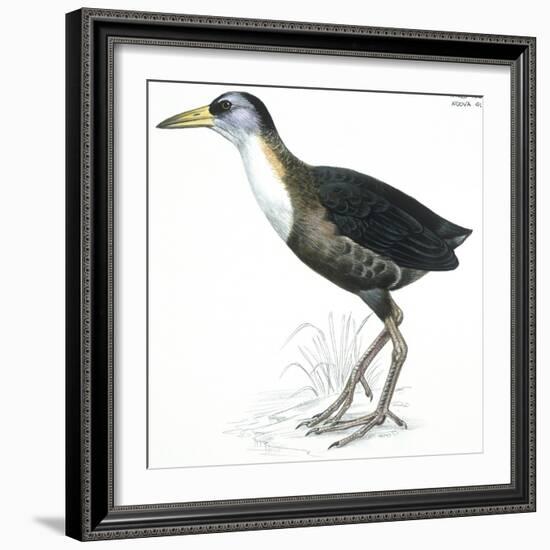 Birds: Gruiformes, White-Striped Forest-Rail (Rallina Leucospila)-null-Framed Giclee Print