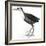 Birds: Gruiformes, White-Striped Forest-Rail (Rallina Leucospila)-null-Framed Giclee Print