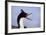 Birds, Imperial Shag / King Shag, Portrait, Falkland Islands, Bleaker Island-Martin Zwick-Framed Photographic Print