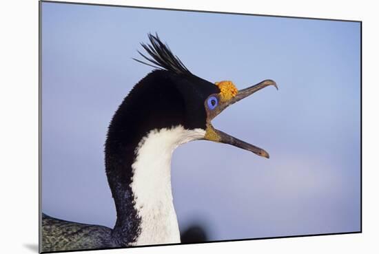 Birds, Imperial Shag / King Shag, Portrait, Falkland Islands, Bleaker Island-Martin Zwick-Mounted Photographic Print