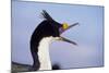 Birds, Imperial Shag / King Shag, Portrait, Falkland Islands, Bleaker Island-Martin Zwick-Mounted Photographic Print