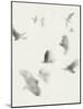 Birds in Flight - Glide-Kristine Hegre-Mounted Giclee Print