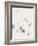 Birds in Flight - Swoop-Kristine Hegre-Framed Giclee Print