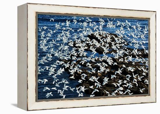 Birds in Flight-Howard Ruby-Framed Premier Image Canvas