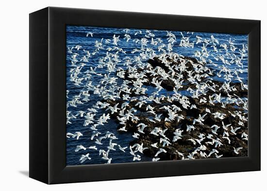 Birds in Flight-Howard Ruby-Framed Premier Image Canvas