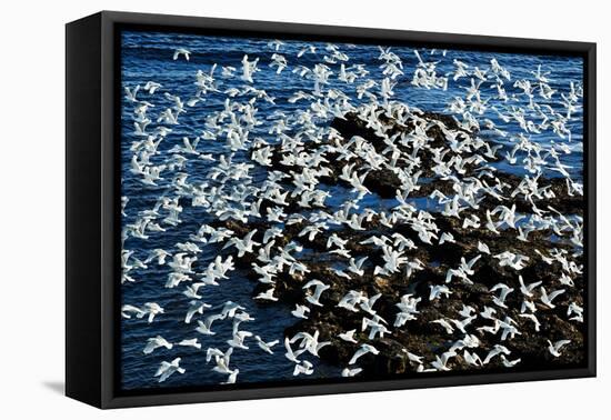 Birds in Flight-Howard Ruby-Framed Premier Image Canvas