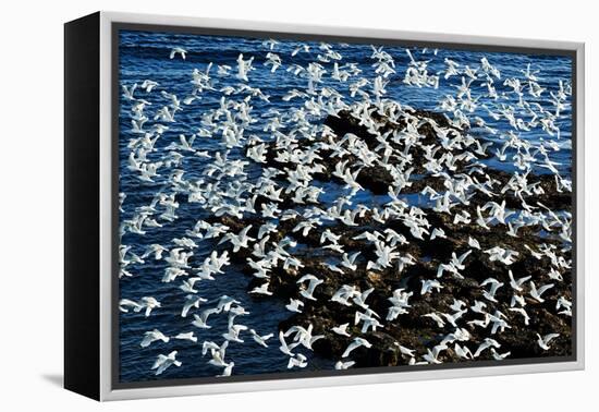 Birds in Flight-Howard Ruby-Framed Premier Image Canvas