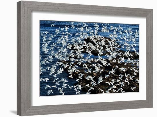 Birds in Flight-Howard Ruby-Framed Photographic Print