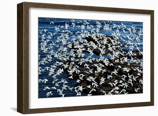 Birds in Flight-Howard Ruby-Framed Photographic Print