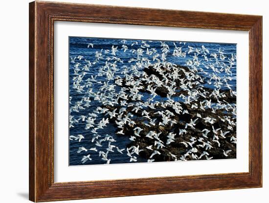 Birds in Flight-Howard Ruby-Framed Photographic Print