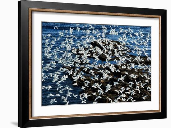 Birds in Flight-Howard Ruby-Framed Photographic Print