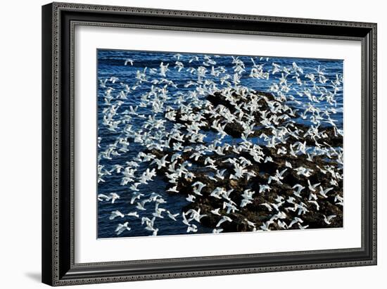 Birds in Flight-Howard Ruby-Framed Photographic Print