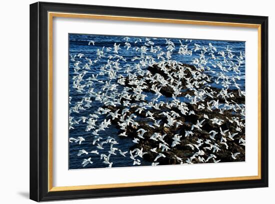 Birds in Flight-Howard Ruby-Framed Photographic Print