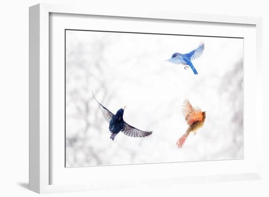 Birds in Flight-Brooke T. Ryan-Framed Art Print