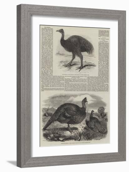 Birds in London Zoo-Harrison William Weir-Framed Giclee Print