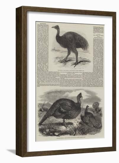Birds in London Zoo-Harrison William Weir-Framed Giclee Print