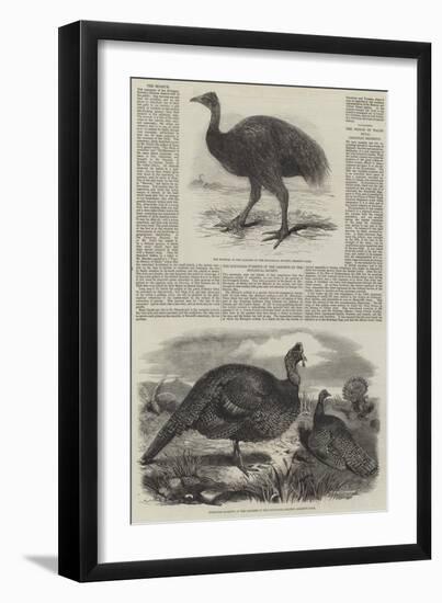 Birds in London Zoo-Harrison William Weir-Framed Giclee Print