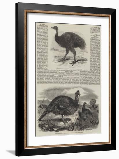 Birds in London Zoo-Harrison William Weir-Framed Giclee Print