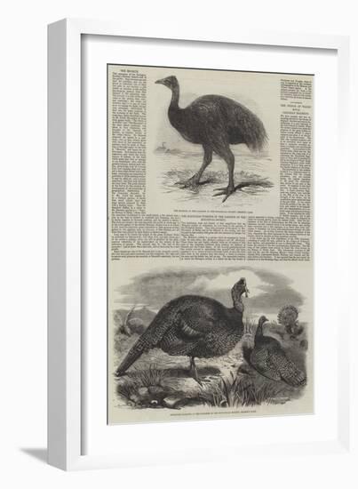 Birds in London Zoo-Harrison William Weir-Framed Giclee Print