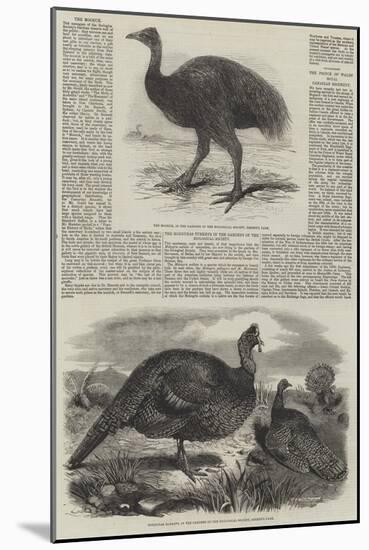 Birds in London Zoo-Harrison William Weir-Mounted Giclee Print