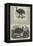 Birds in London Zoo-Harrison William Weir-Framed Premier Image Canvas