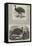 Birds in London Zoo-Harrison William Weir-Framed Premier Image Canvas