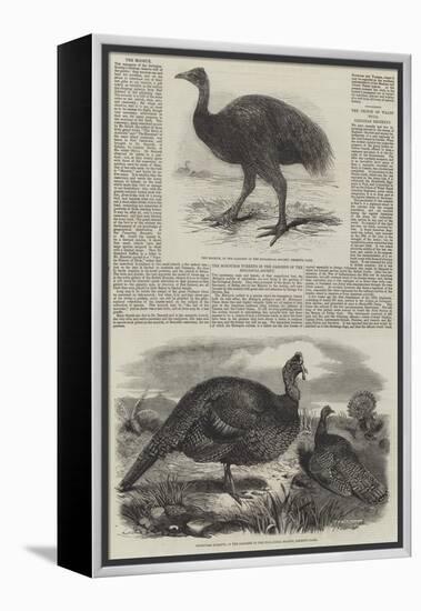 Birds in London Zoo-Harrison William Weir-Framed Premier Image Canvas