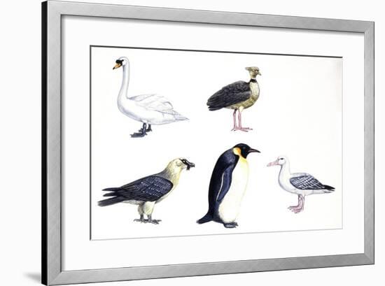 Birds: Mute Swan (Anseriformes-null-Framed Giclee Print