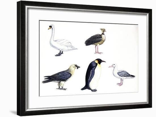 Birds: Mute Swan (Anseriformes-null-Framed Giclee Print