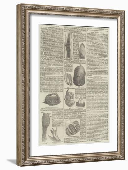 Birds' Nests-null-Framed Giclee Print