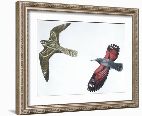 Birds: Nightjar-null-Framed Giclee Print