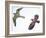 Birds: Nightjar-null-Framed Giclee Print