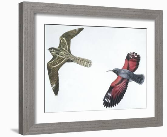 Birds: Nightjar-null-Framed Giclee Print