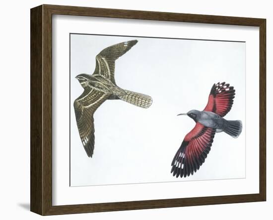 Birds: Nightjar-null-Framed Giclee Print