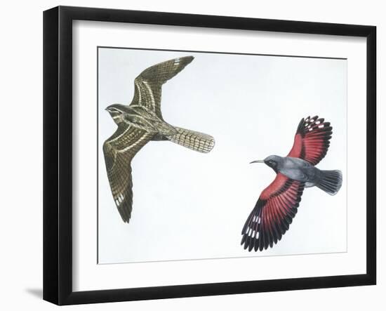 Birds: Nightjar-null-Framed Giclee Print