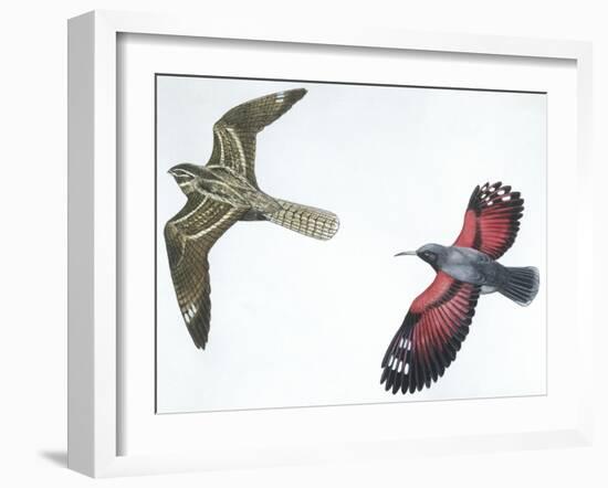 Birds: Nightjar-null-Framed Giclee Print