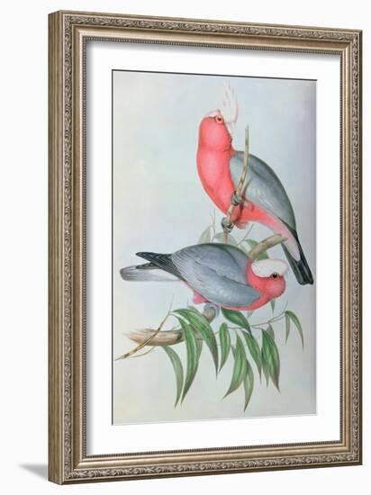 Birds of Asia-John Gould-Framed Giclee Print