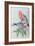 Birds of Asia-John Gould-Framed Giclee Print