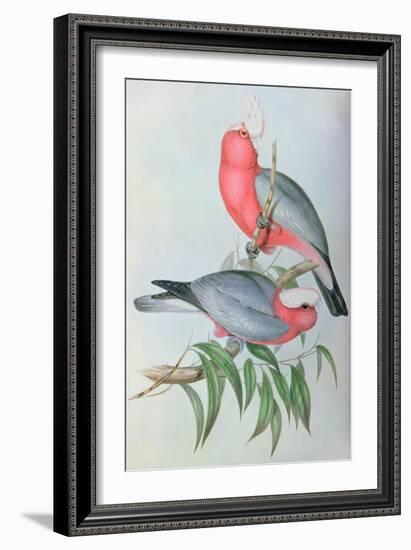 Birds of Asia-John Gould-Framed Giclee Print