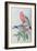 Birds of Asia-John Gould-Framed Giclee Print