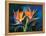 Birds of Feather-Scott Westmoreland-Framed Stretched Canvas