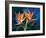 Birds of Feather-Scott Westmoreland-Framed Art Print