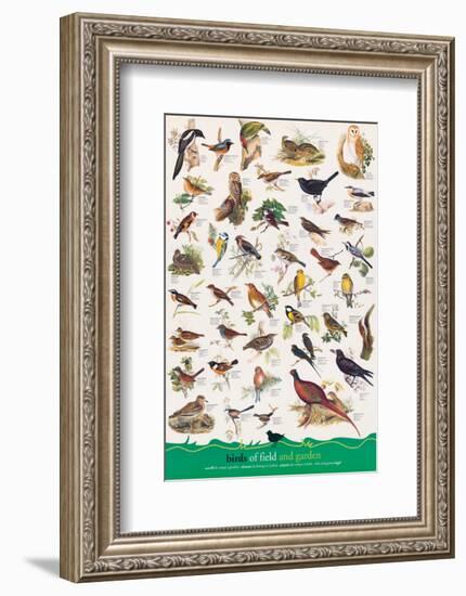 Birds of Fields and Gardens-null-Framed Premium Giclee Print