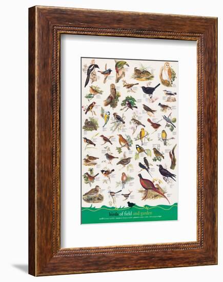 Birds of Fields and Gardens-null-Framed Premium Giclee Print