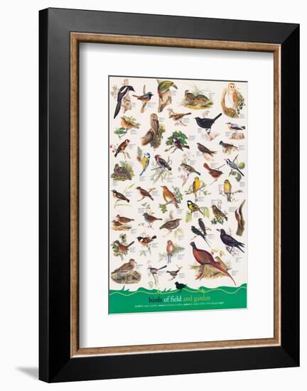 Birds of Fields and Gardens-null-Framed Premium Giclee Print