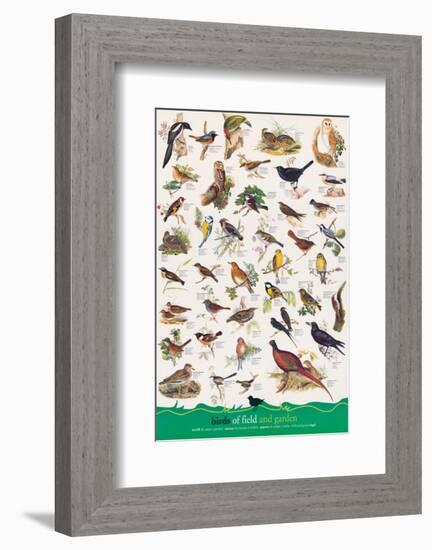 Birds of Fields and Gardens-null-Framed Premium Giclee Print