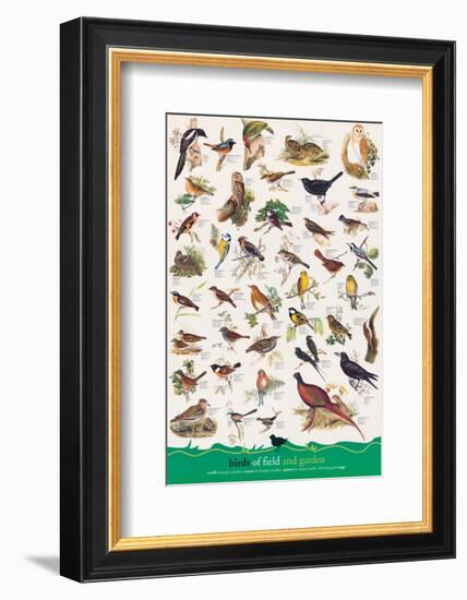 Birds of Fields and Gardens-null-Framed Premium Giclee Print
